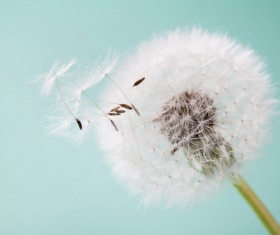 Dandelion fluffy close-up serene art background