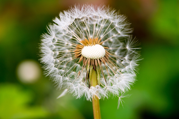 Dandelion seed on a green background