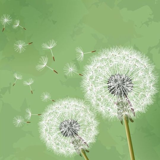 Dandelion with green grunge background vector 01