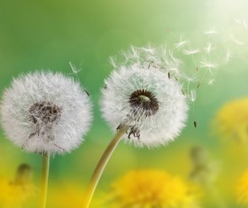 Dandelion with seeds blowing away in the wind across