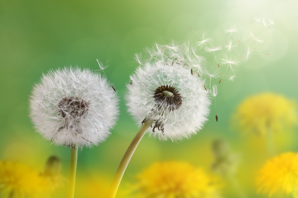 Dandelion with seeds blowing away in the wind across