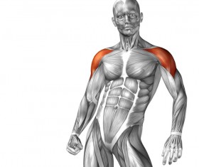 Deltoid front view of the human body