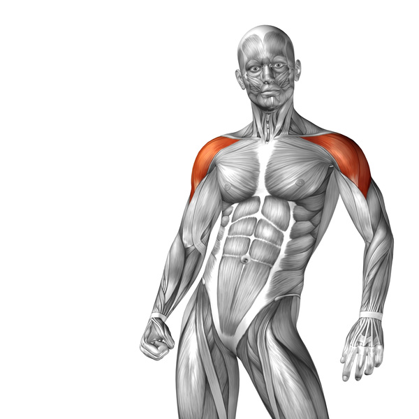 Deltoid front view of the human body