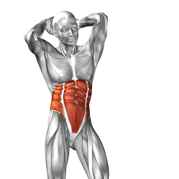 Display of abdominal muscles and abdominal oblique Figure