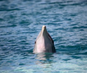 Dolphin in the water Stock Photo