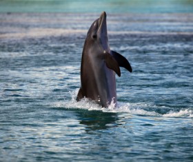 Dolphins standing in the water walking Stock Photo