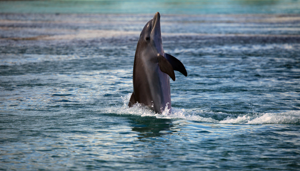 Dolphins standing in the water walking Stock Photo