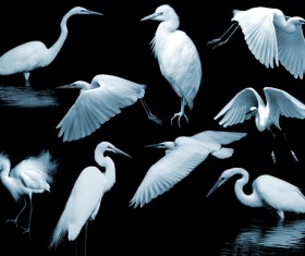 Egret PS Brushes