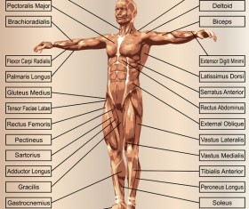 English explaining human muscle
