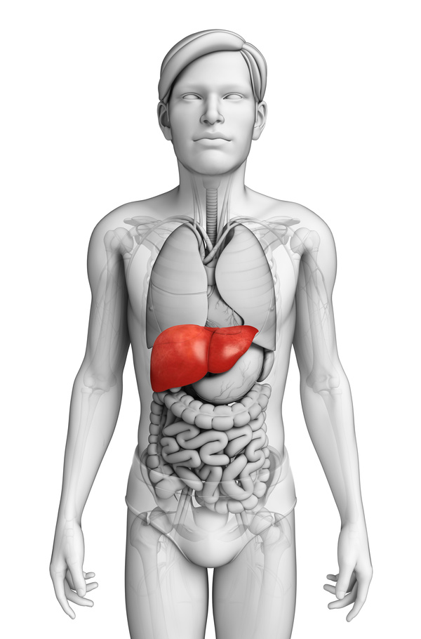 FIG male human body organ liver
