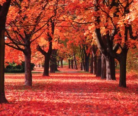 Fall maple leaves covered with ground Stock Photo
