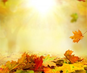 Falling maple leaf with blurred sunlight background Stock Photo