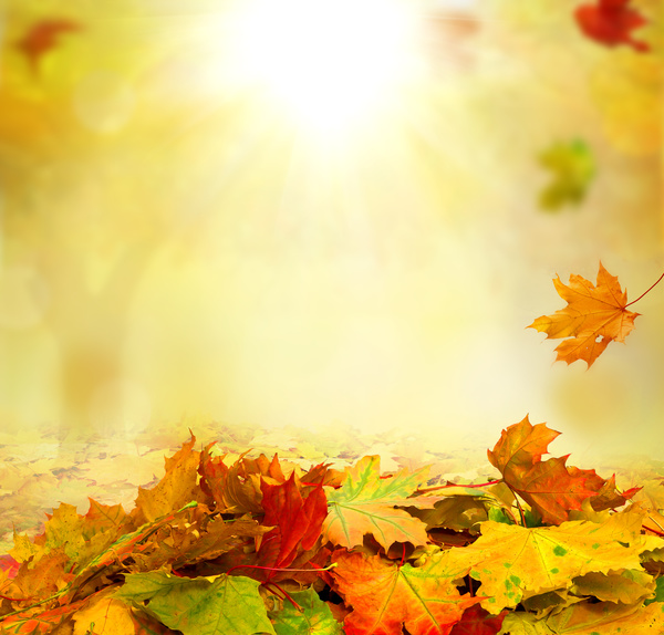 Falling maple leaf with blurred sunlight background Stock Photo