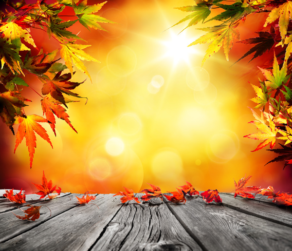 Falling maple leaf with sunny background Stock Photo