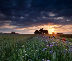 Farm and roadside blossoming flowers and sunset background
