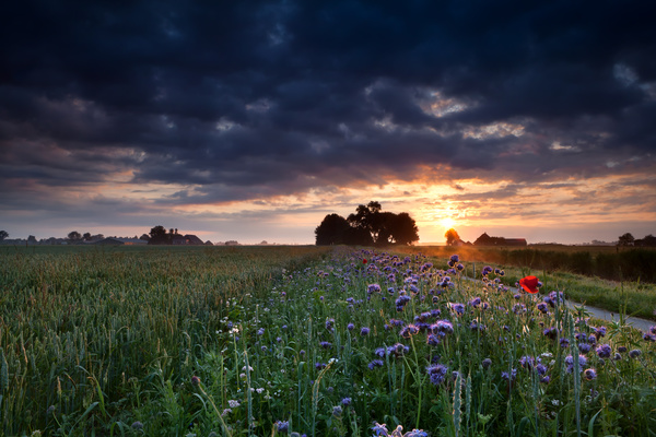 Farm and roadside blossoming flowers and sunset background
