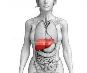 Female body organs liver front view