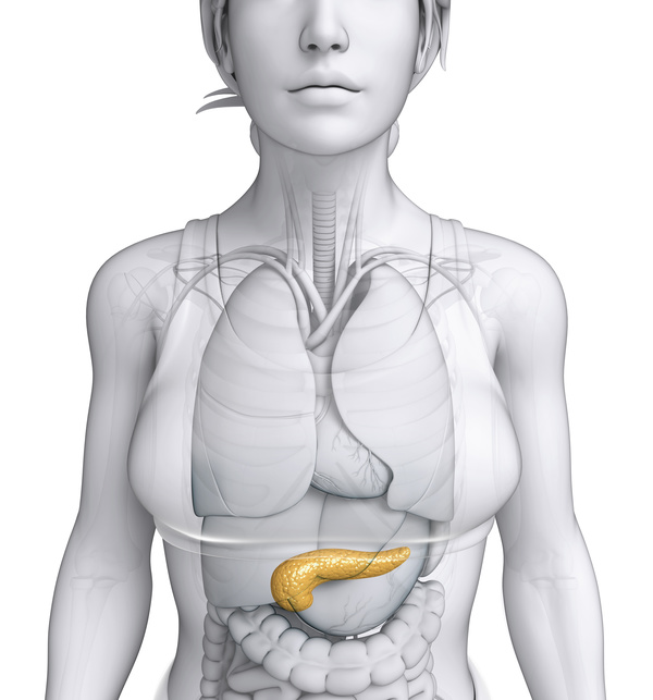 Female Body Parts Of The Pancreas Free Download