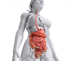 Female digestive system Lower uterine view