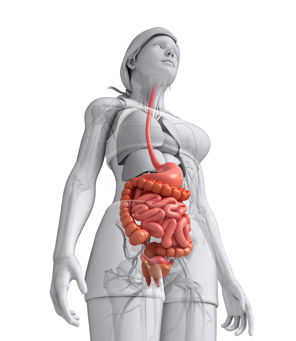 Female digestive system Lower uterine view
