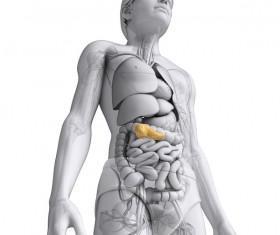 Female human organs under the pancreas