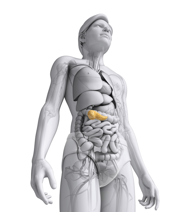 Female human organs under the pancreas