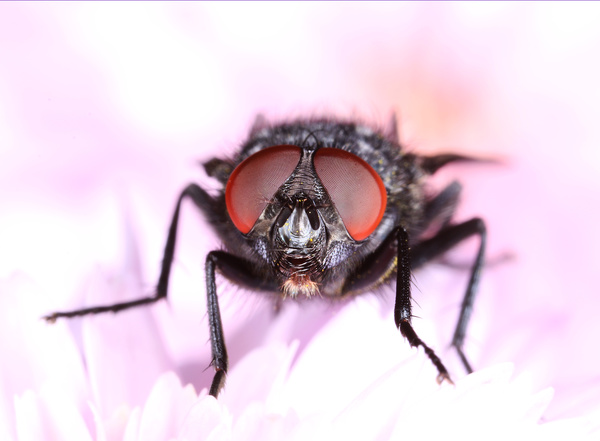 Flies with pink flowers