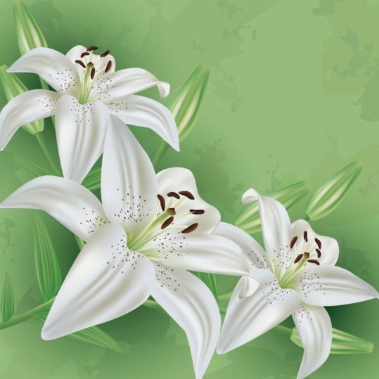 Flower lily with green grunge background vector 01