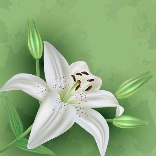 Flower lily with green grunge background vector 02