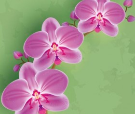 Flower orchid with green grunge background vector