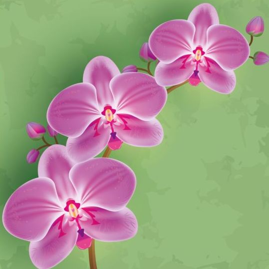 Flower orchid with green grunge background vector