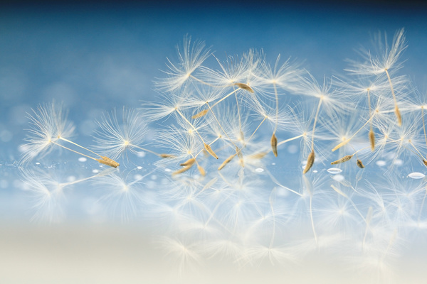 Flying dandelion seeds with blue background