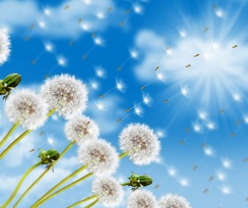 Flying into the distant dandelion seeds and blue sky background