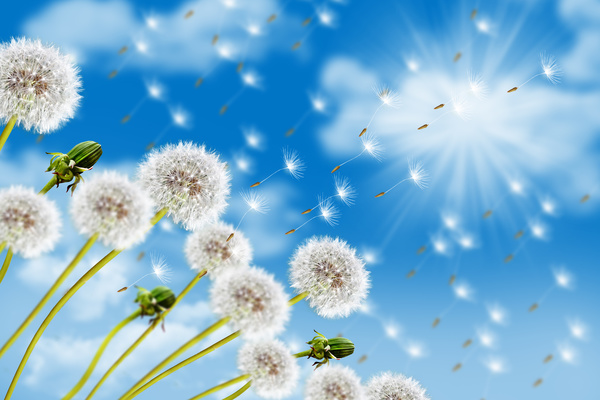 Flying into the distant dandelion seeds and blue sky background