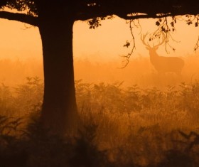 Fog in the deer and woods HD picture