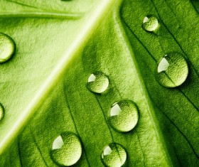 Fresh green leaves of dew Natural Background Photo 05