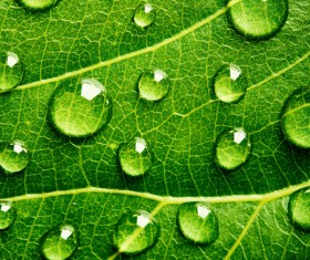 Fresh green leaves of dew Natural Background Photo 08