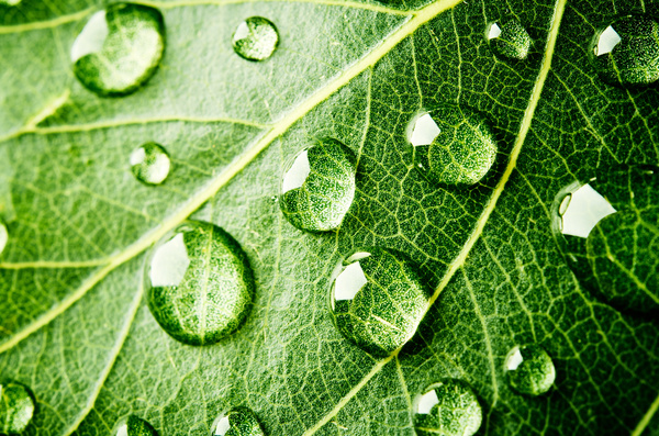 Fresh green leaves of dew Natural Background Photo 09