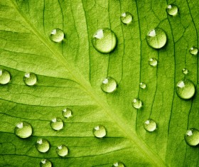 Fresh green leaves of dew Natural Background Photo 10