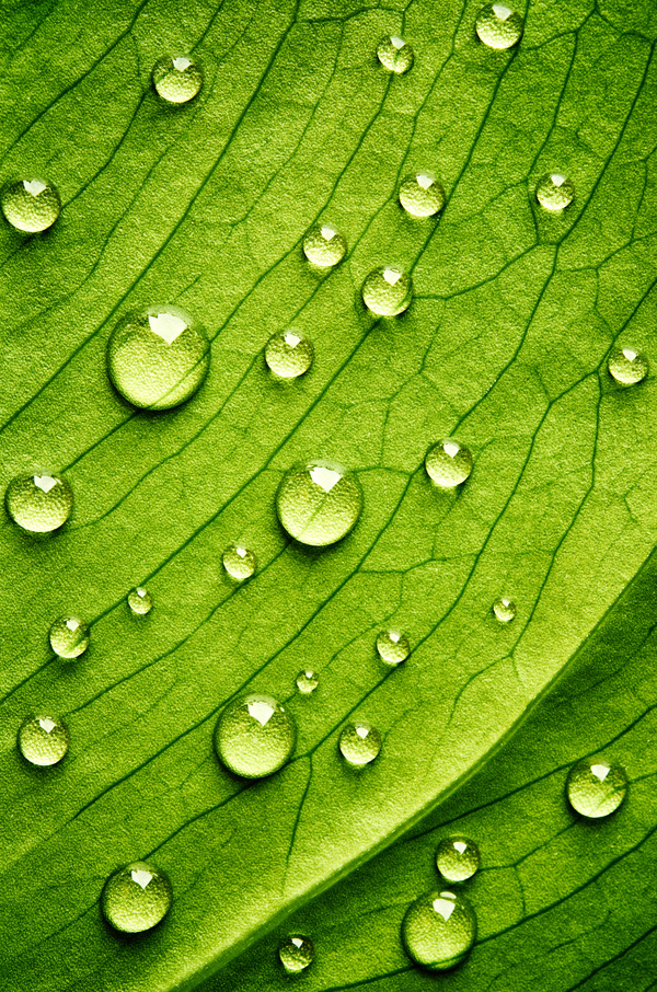 Fresh green leaves of dew Natural Background Photo 11
