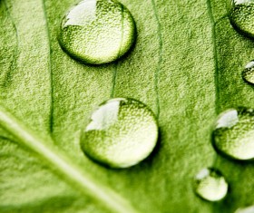 Fresh green leaves of dew Natural Background Photo 12