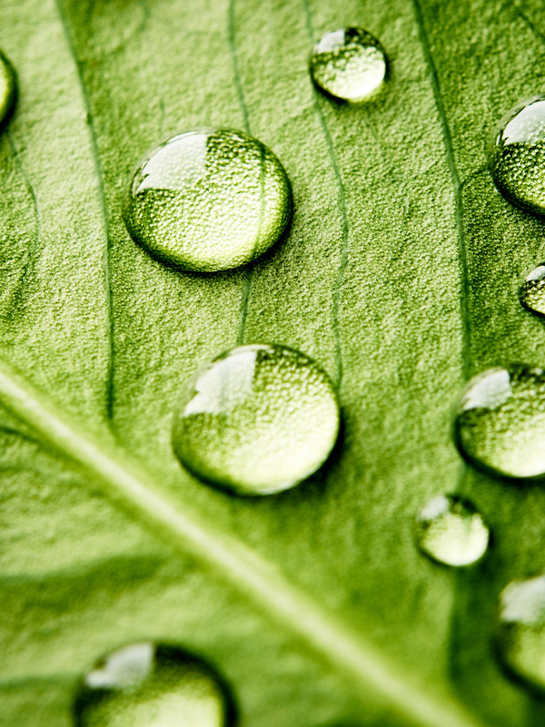 Fresh green leaves of dew Natural Background Photo 12
