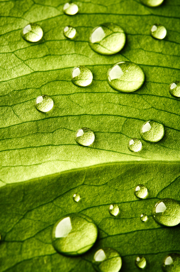 Fresh green leaves of dew Natural Background Photo 13