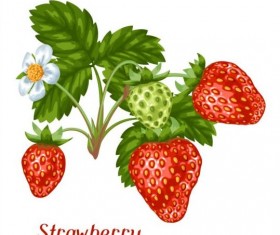 Fresh strawberries background design vectors 01