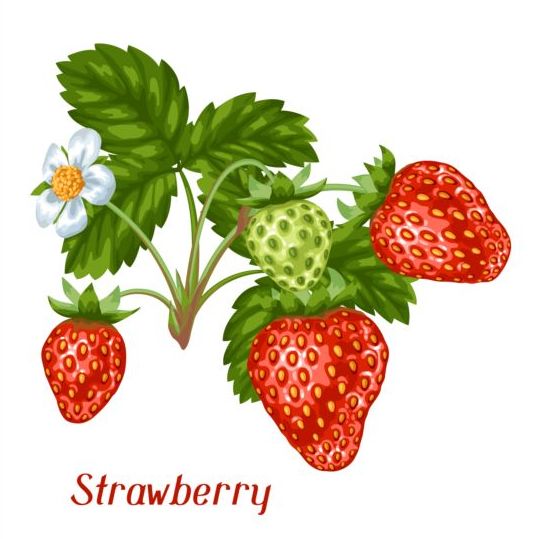 Fresh strawberries background design vectors 01