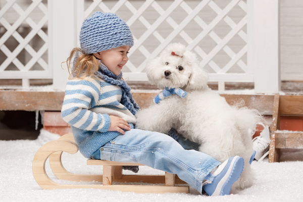 Girl on a sled with a puppy close-up Stock Photo 02