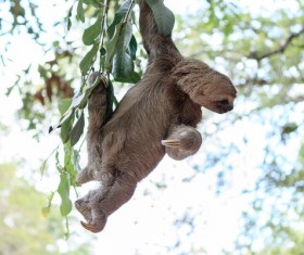 Grasp the tree branches swaying the sloth Stock Photo 01