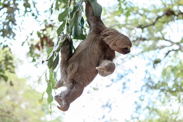 Grasp the tree branches swaying the sloth Stock Photo 01