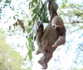 Grasp the tree branches swaying the sloth Stock Photo 02