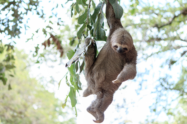 Grasp the tree branches swaying the sloth Stock Photo 02
